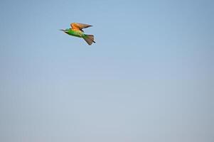 blauwwang bijeneter, merops persicus vliegend in de lucht. foto