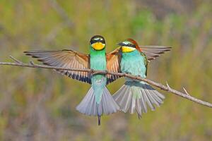 Europese bijeneter merops apiaster verspreiden haar Vleugels Aan een Afdeling foto