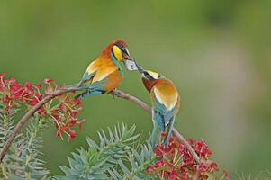 Europese bijeneter, merops apiaster, aanbieden een vlinder naar haar maat. groen achtergrond. kleurrijk vogels. foto