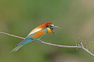 Europese bijeneter, merops apiaster Aan een Afdeling met pellets in haar mond. groen achtergrond. kleurrijk vogels. foto