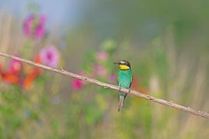 Europese bijeneter merops apiaster staand Aan een Afdeling met een insect in haar mond. wazig gekleurd bloemen in de achtergrond. foto