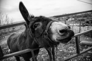 ezel op een boerderij foto