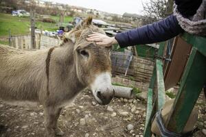 ezel op een boerderij foto