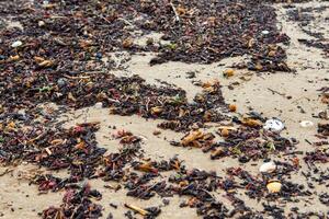 zeewier Aan de strand. ecologisch problemen in valencia, Spanje. dichtbij omhoog foto