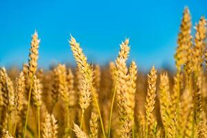 gouden tarwe tegen blauw lucht. kleurrijk afbeelding. detailopname. foto