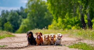 verschillend hond rassen. op zoek rechtdoorzee. groen gras achtergrond. foto