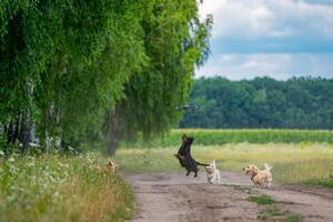 vier honden spelen buiten met dron. gelukkig huisdieren Aan natuur achtergrond. klein rassen. foto