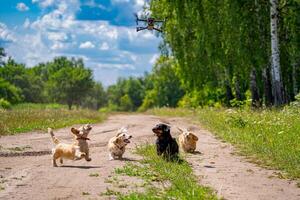 klein ras honden zijn wandelen buitenshuis. vier honden Aan groen natuur achtergrond. foto