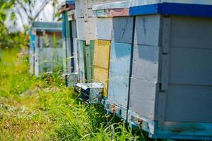 bijgesneden foto van de netelroos Aan groen gras achtergrond. bijen en honing concept. kleurrijk netelroos en blauw lucht bovenstaande.