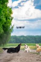 schattig pluizig honden rennen buitenshuis. gelukkig wandelen van klein rassen van huisdieren spelen in veld. foto