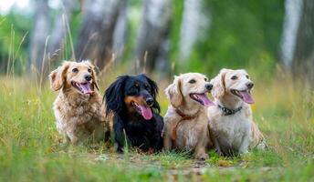 vrolijk en schattig groep van klein ras Aan natuur achtergrond. dieren en honden. foto