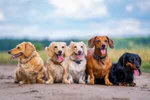 vrolijk en schattig groep van klein ras honden Aan natuur achtergrond. huiselijk dieren. foto