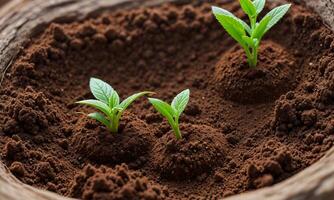 ai gegenereerd planten groeit van bodem, fabriek voortgang, groeit plant, toenemen omhoog van grond foto