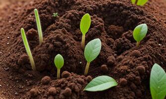 ai gegenereerd planten groeit van bodem, fabriek voortgang, groeit plant, toenemen omhoog van grond foto