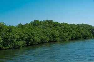 mangrove zone Bij tajamar pier, in cancun, Mexico foto