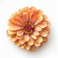 ai gegenereerd vers zinnia bloem geïsoleerd Aan wit achtergrond. detailopname schot. foto