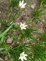 creatief lay-out gemaakt van groen bladeren en wit bloem.plat aard consept foto