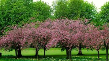 een rij van bomen met roze bloemen in de gras foto