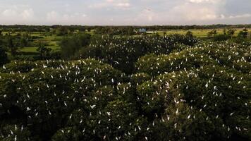 antenne visie, kudde van zilverreigers. een groep van Super goed wit zilverreigers Bij de top van een mangrove boom in de buurt de strand. familie van Super goed wit vogels. dieren en dieren in het wild. vogel zittend Aan een Afdeling in de regenwoud foto