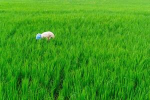 landbouw arbeider werk in rijst- veld. een Moslim vrouw aanplant rijst- in de boerderij. weelderig groen rijst- rijstveld veld- in landelijk Indonesië foto