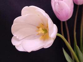 roze tulpen. roze tulp bloem Aan zwart achtergrond foto