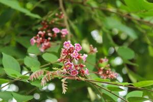 bloeiend bloemen en ster fruit bladeren foto