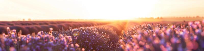 ai gegenereerd lavendel velden Bij zonsondergang voorzien zijn van landbouw, Purper flora, platteland panoramisch keer bekeken, en toneel- natuur foto