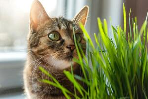 ai gegenereerd kat met groen gras binnen- presentatie van huisdier nieuwsgierigheid en huiselijk leven foto