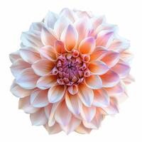 ai gegenereerd vers dahlia bloem geïsoleerd Aan wit achtergrond. detailopname schot. foto