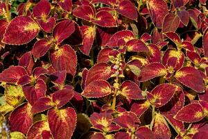 landschapsarchitectuur. rood sier- fabriek coleus van de lamiaceae familie in een bloembed foto