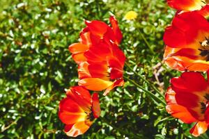 rood mooi hoor voorjaar delicaat tulpen, rood bloemen Aan een groen gazon, weide foto