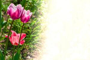 helder roze mooi hoor inschrijving tulpen, let op schrijven, plaats voor tekst foto