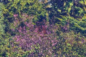 landschapsarchitectuur, tuinieren.weelderig struik, roze bloemen, kalmte groen foto