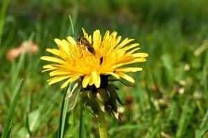 een nieuwsgierig kever verzamelt stuifmeel Aan een geel paardebloem foto