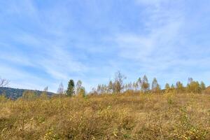 Doorzichtig blauw luchten en gouden kleuren van herfst foto