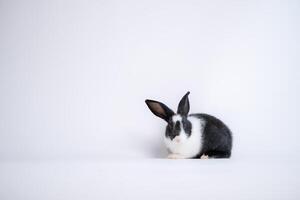 pluizig zwart en wit konijn geïsoleerd Aan wit achtergrond foto