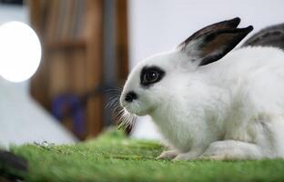 pluizig wit konijn omringd door weelderig groen gras foto