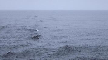 blauw zee met golven en zwemmen dolfijnen. klem. wild dolfijnen zwemmen in Open zee in bewolkt het weer. spannend zicht van zwemmen dolfijnen Aan oceaan oppervlakte foto