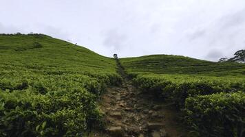 mooi trails Aan thee plantages met groen struiken. actie. aarde trails tussen groen thee struiken. mooi wandelen Aan terrassen van thee plantage foto