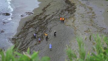 groep van toeristen wandelingen Aan kust van noordelijk kust. klem. toeristen wandelen Aan zanderig strand met algen Aan bewolkt dag. toeristen Aan kust met algen na storm foto