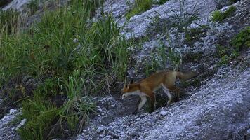 wild vos in natuur in zomer. klem. het schieten mooi rood vos in wild. rood vos loopt Aan rotsachtig helling met groen gras. natuur en wild dieren foto