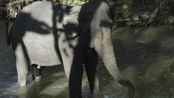 weinig olifant in rivier. actie. baby olifant is spelen in rivier- in oerwoud. weinig olifant is spelen alleen in rivier- in oerwoud foto