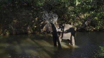 olifant zwemt in rivier- in oerwoud. actie. baby olifant sprays zichzelf met water met romp in rivier. baby olifant zwemt alleen tussen tropisch oerwoud met rivier- foto