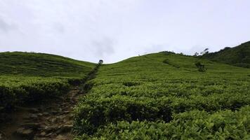 jong groen thee bladeren Aan de thee struiken. actie. vers thee bladeren Aan thee plantages. foto