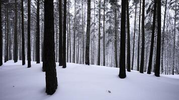 mooi landschap met besneeuwd wit Woud in winter ijzig dag. media. verbazingwekkend pijnboom toneel- visie van park bossen. foto