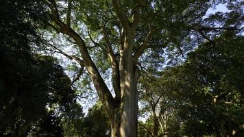 wandelen door de magie Woud Aan een zonnig dag. actie. zon stralen opkomend wel de groen boom takken. foto