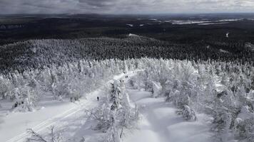 extreem winter sport- concept, wandelaar is verloren in besneeuwd bebost bergen. klem. eenzaam Mens reiziger op zoek voor helpen in verkoudheid Woud. foto