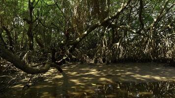 rivier- in regenwoud van Australië. actie. kalmte rivier- en oerwouden in heet zomer regio. foto