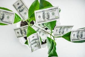 dollars, geld, groeien op de takken van een groene boom. geldboom, omzetgroei. foto