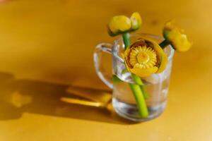 geel water lelie,, een meerjarig aquatisch plant, een boeket van bloemen van geel water lelies foto